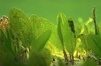 Seagrass, Photo by DESI