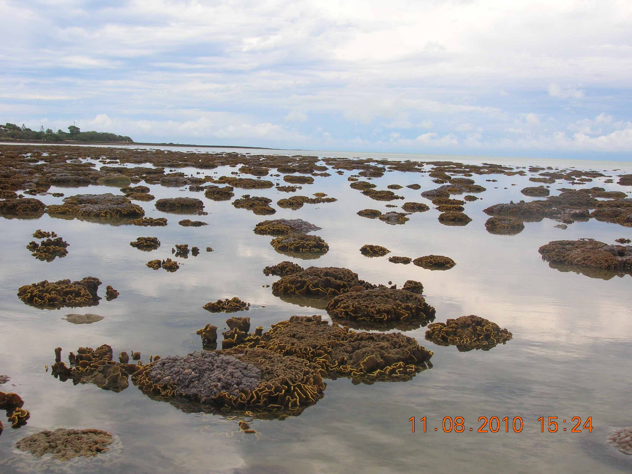 Intertidal corals at Point Vernon, Hervey Bay. Photo by Maria Zann