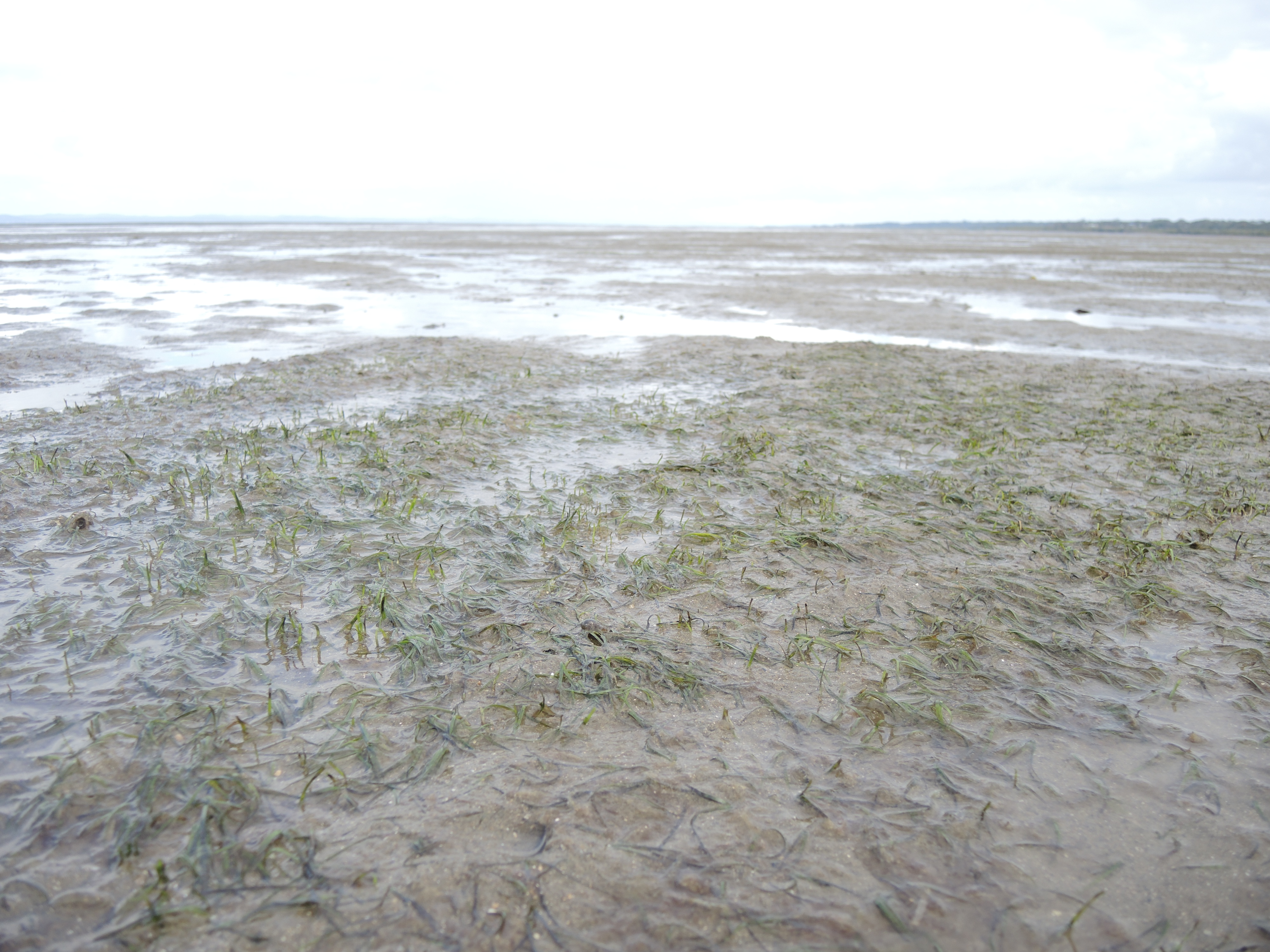 Seagrass at Urangan, Photo by N Kastner
