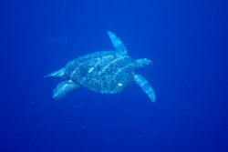 Green turtle, Photo by DESI