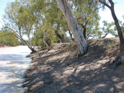 Sparse riparian vegetation one mile Waterhole Springfield Photo by Water Planning Ecology Group, DSITIA