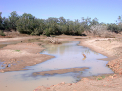 Turbid waters of the Diamantina River Birdsville Photo by Water Planning Ecology Group, DSITIA
