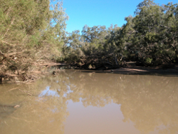 Turbid waters of the Warrego Basin Photo by Water Planning Ecology Group, DSITIA