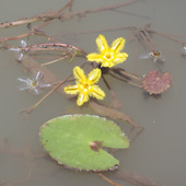 Nymphoides indica, Photo by Water Planning Ecology Group, DSITIA