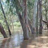 Flooded trees, Photo by Water Planning Ecology Group, DSITIA