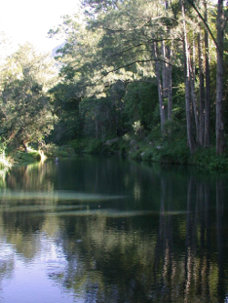 Riparian vegetation provides a number of functions to the adjacent stream, including shade, nutrient and debris inputs, habitat, and bank stabilisation Photo by Queensland Government