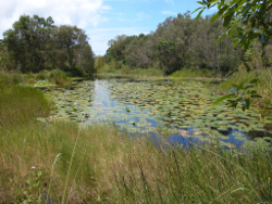 Characteristic wallum riparian vegetation Palm Lagoon at Eighteen Mile Swamp North Stradbroke Island Photo by Water Planning Ecology Group, DSITIA 