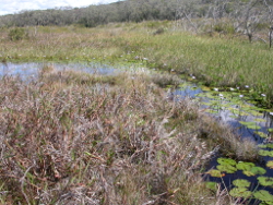 Grasses sedges and reeds are common in wallum riparian vegetation Garowweea Creek Fraser Island Photo by Water Planning Ecology Group, DSITIA
