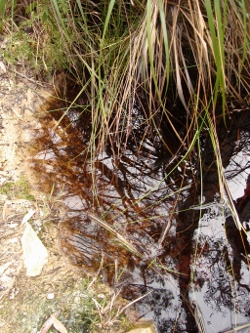 The humic stained water common in the Wallum Biogeographic Province Photo by Water Planning Ecology Group, DSITIA
