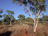 Far west near Northern Territory border, Photo by Water Planning Ecology Group, DSITIA