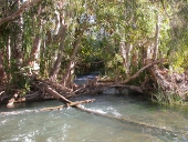 Woody debris, Photo by Water Planning Ecology Group, DSITIA