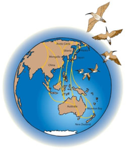 The East Asian—Australasian Flyway, Image by DESI