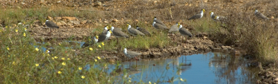 Masked lapwings at Croydon Photo by Chris Sanderson
