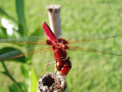 Libellid dragonfly—wandering percher, Photo by Chris Sanderson