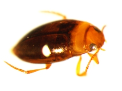 Water beetle Photo by Water Planning Ecology Group, DSITIA