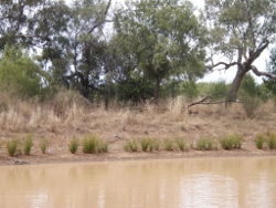 Sparce riparian vegetation Photo by Queensland Government