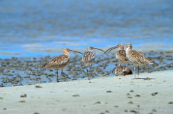 Eastern Curlews, Bowling Green Bay, Photo by DESI