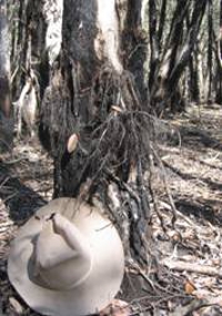 Aerial roots on a Melalueca spp, suggesting that the surface soil in this wetland remains under anaerobic conditions for many months at a time., Photo by DESI