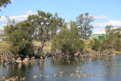 Island habitat is sought after real estate, UQ Gatton Campus Photo by Lockyer Regional Council