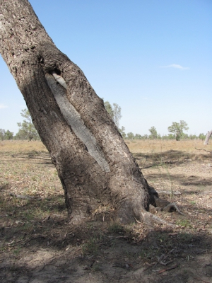 Scar tree, Photo by DESI