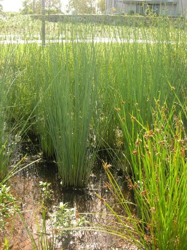 Dense vegetation provides suitable conditions for denitrification. Photo by Queensland Government