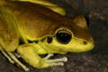 Stony Creek Frog  Photo by Harry Hines