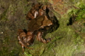 Kroombit Tinker Frog  Photo by Harry Hines