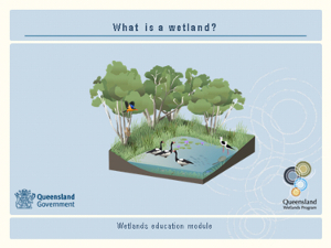 What is a wetland?