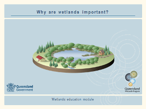 Why are wetlands important?