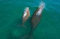 Dugong and calf Photo by Queensland Government