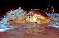 Loggerhead turtle Photo by Queensland Government