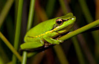 Wallum sedgefrog Photo by Troy Bell (Atlas of Living Australia)