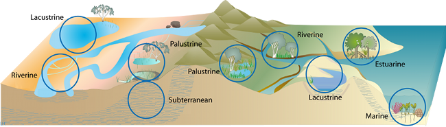 Diagram of different wetland systems in the landscape. Photo by QLD Government